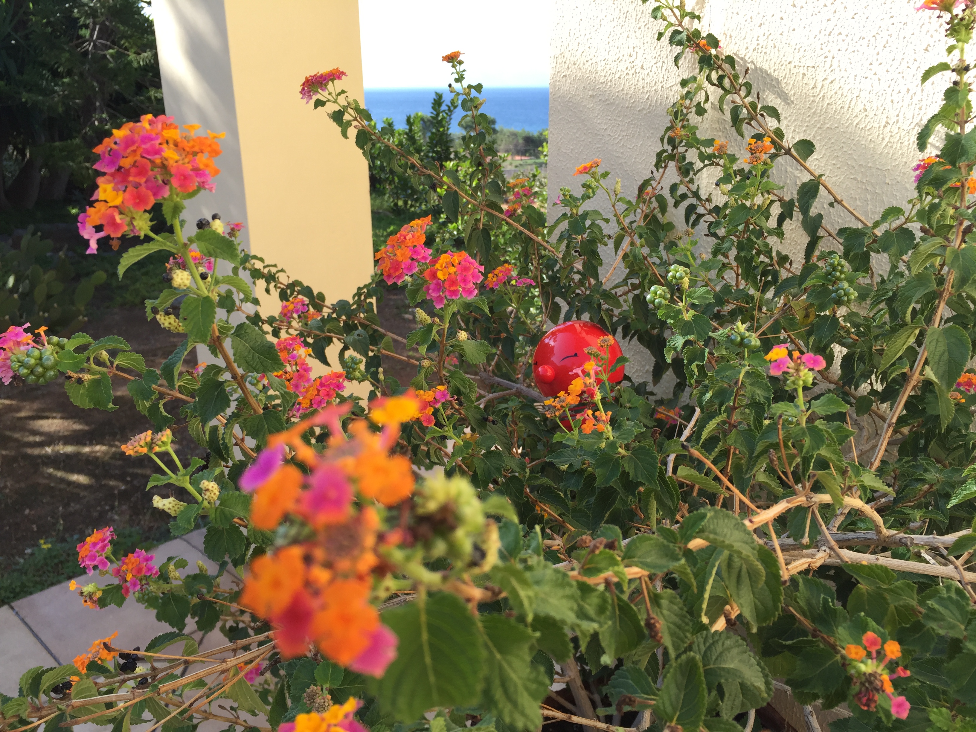 Det græske efterår er både kortere og lunere, og alle sommerblomster blomstre stadigvæk som var det sommer