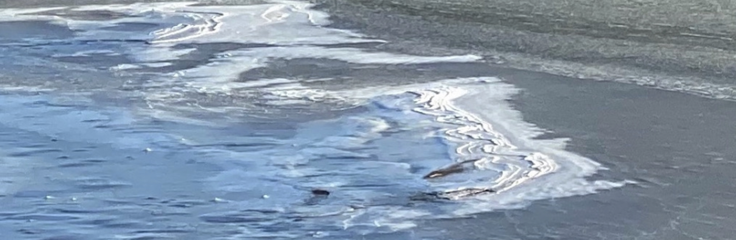 Limfjorden frosset